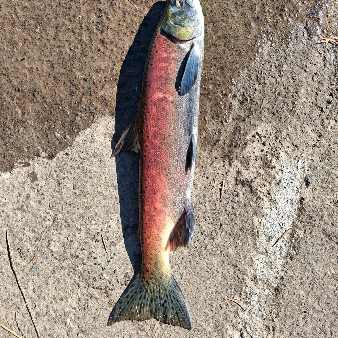 Kokanee salmon caught on Fishbrain