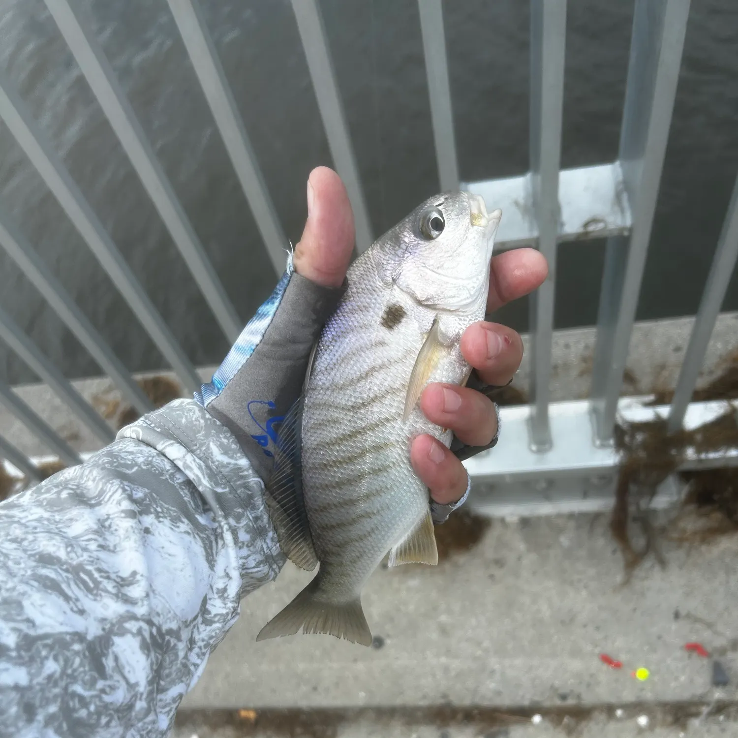 Spot croaker caught on Fishbrain