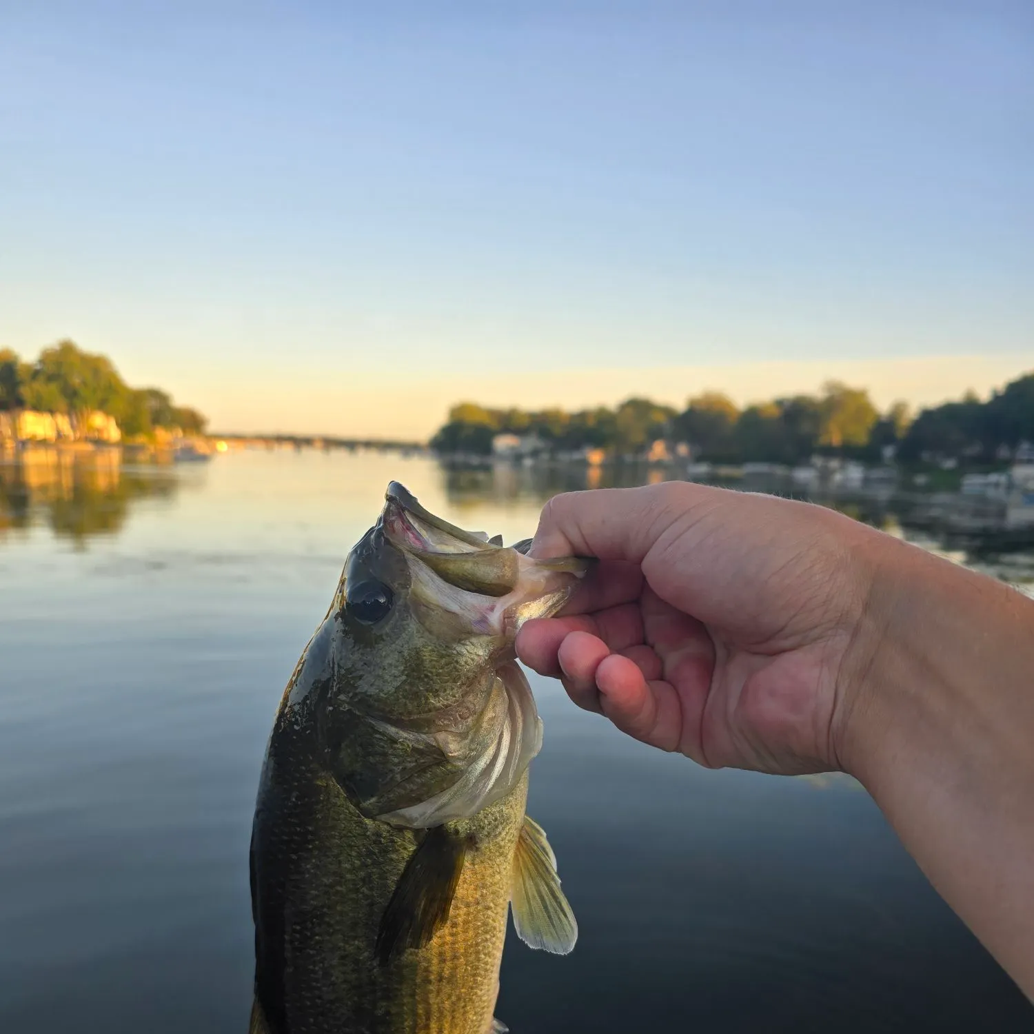 Largemouth bass caught on Fishbrain