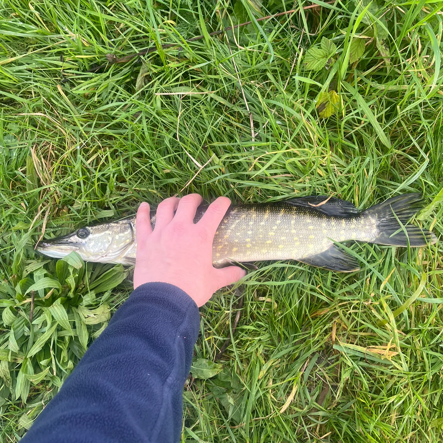 Northern pike caught on Fishbrain
