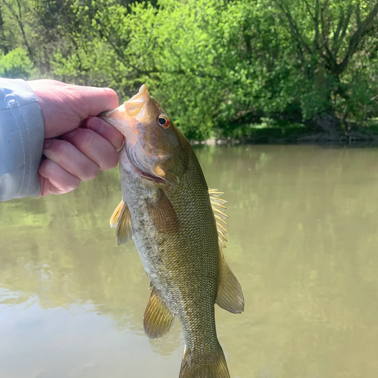 The most recent Smallmouth bass catches on Fishbrain