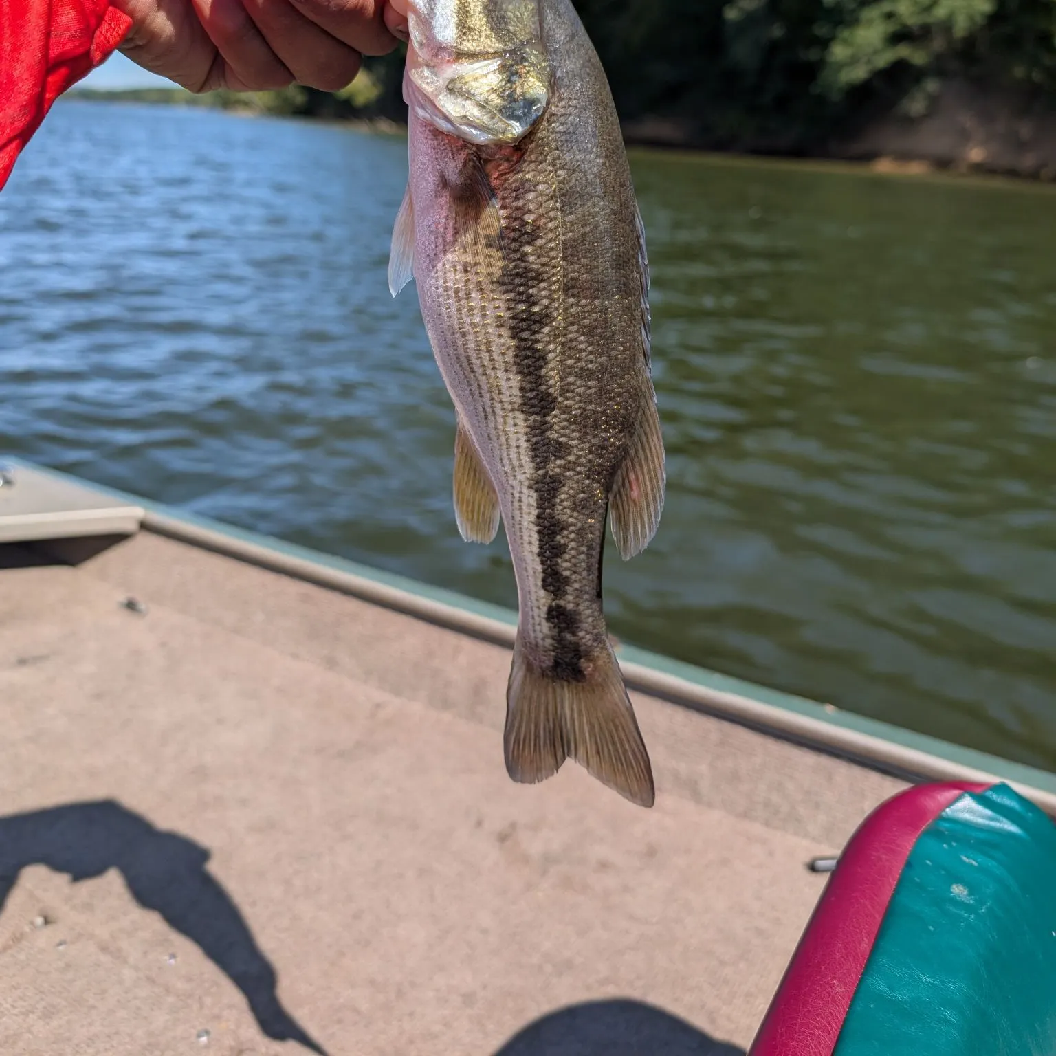 Spotted bass caught on Fishbrain