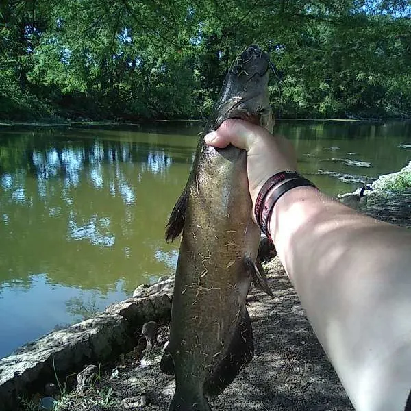 Channel catfish caught on Fishbrain