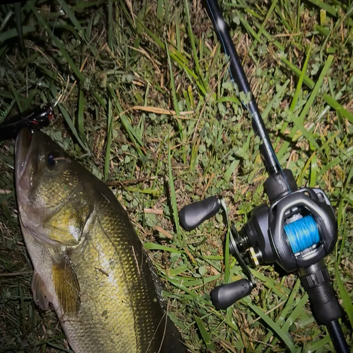 Largemouth bass caught on Fishbrain