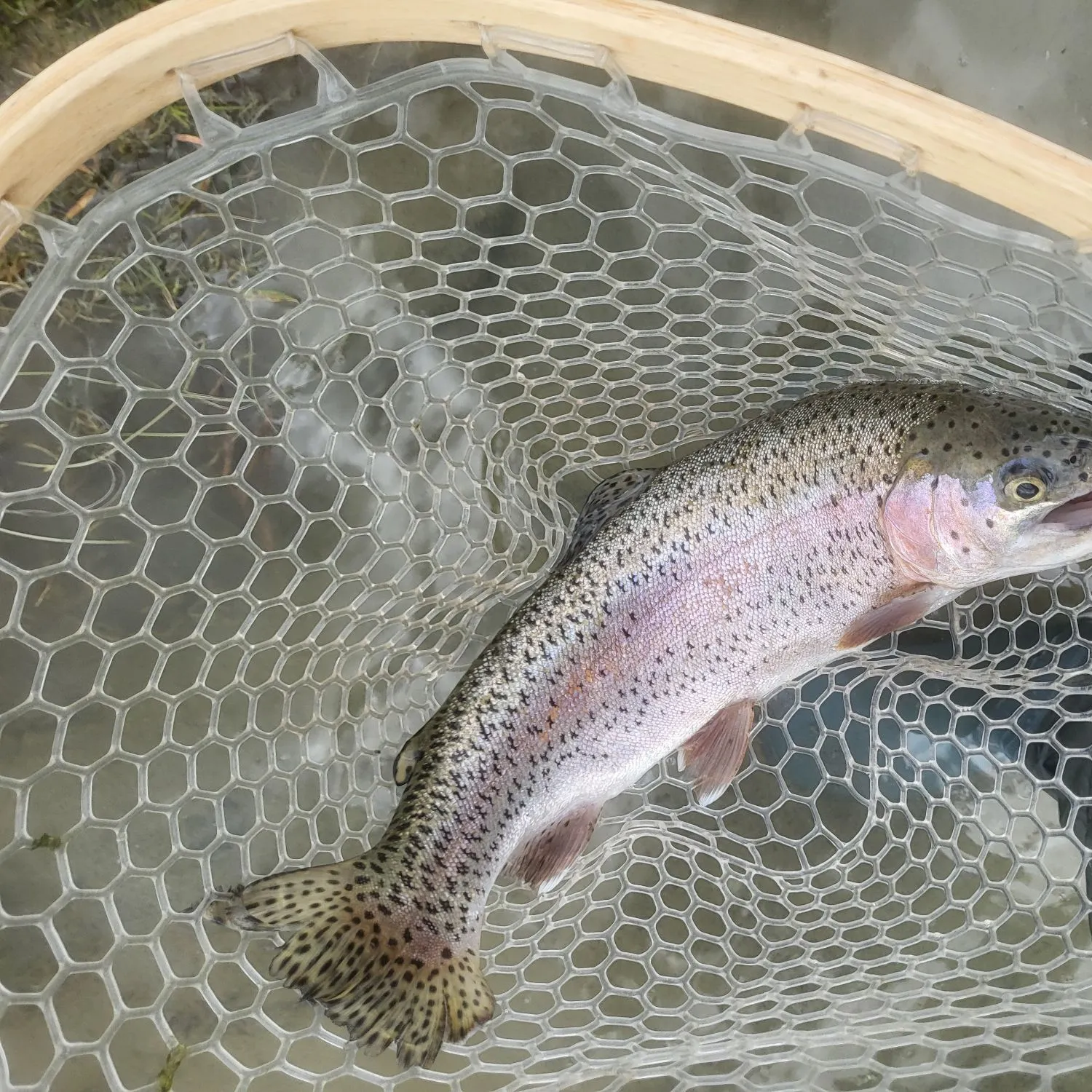 Rainbow trout caught on Fishbrain