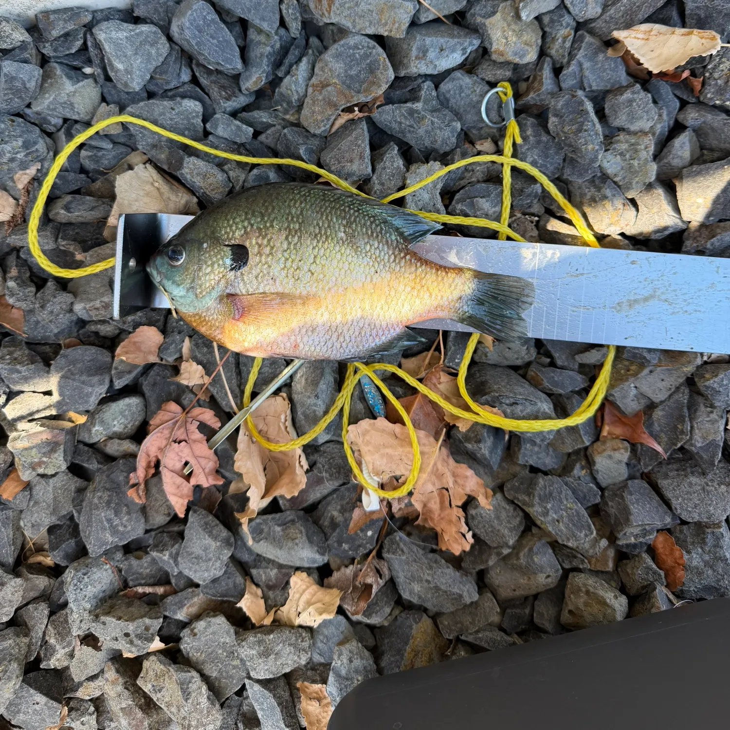 The most recent Bluegill catches on Fishbrain