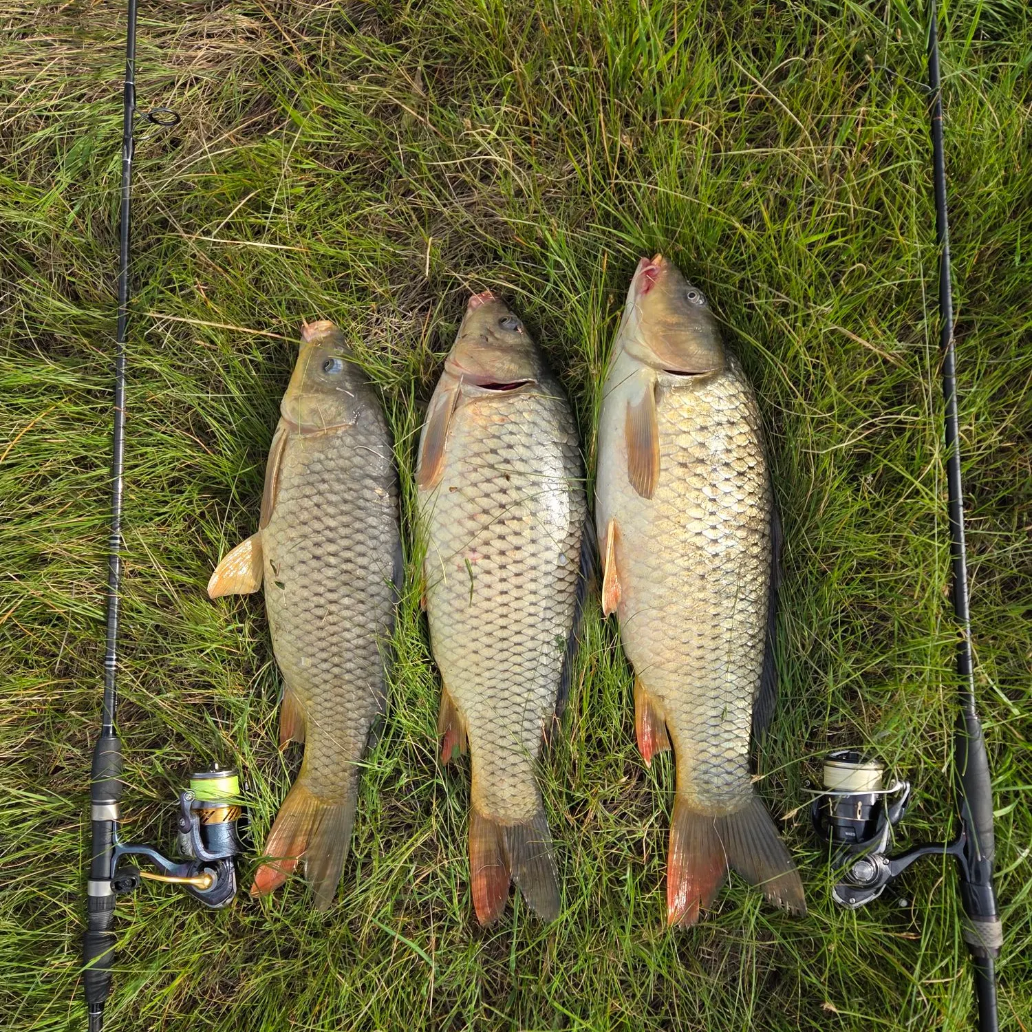 Common carp caught on Fishbrain
