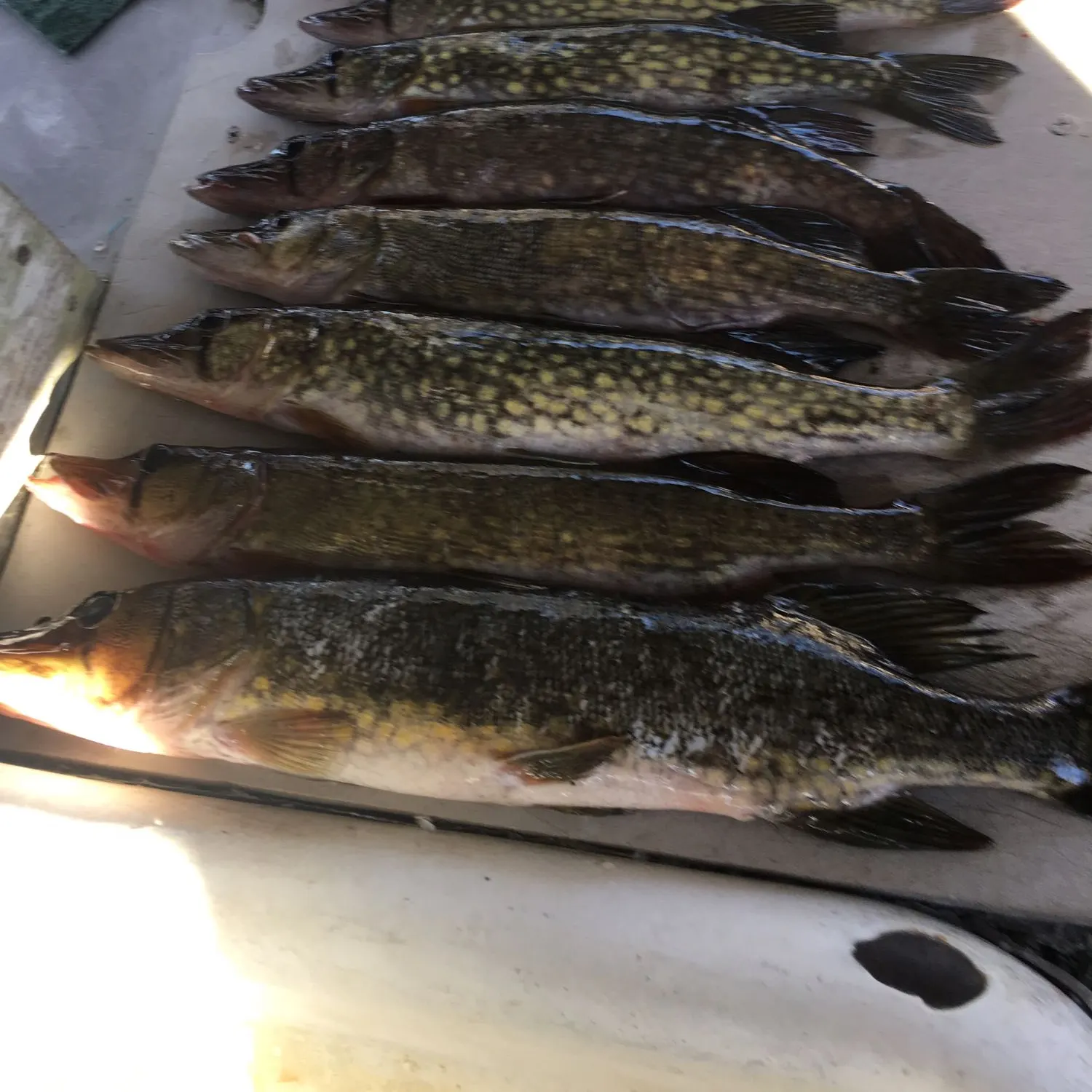 recently logged catches