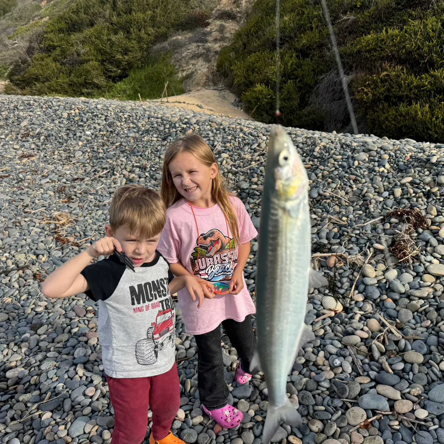 The most recent Jack silverside catches on Fishbrain