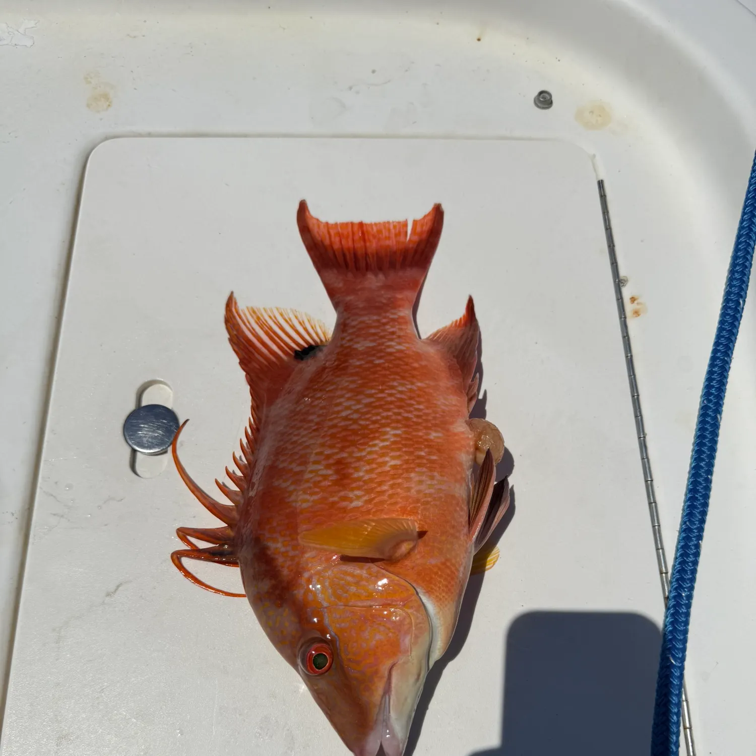 The most recent Hogfish catches on Fishbrain