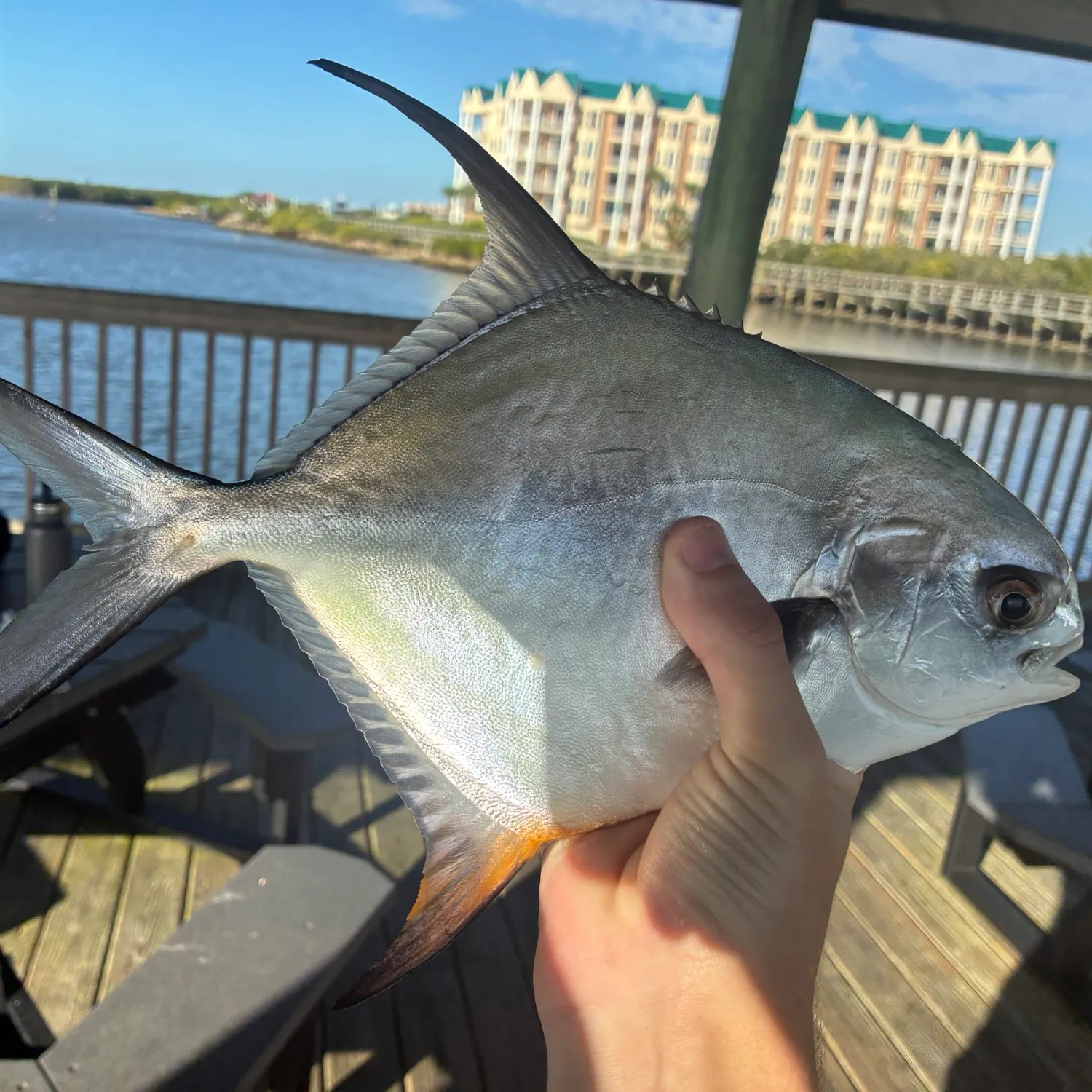 The most recent Permit catches on Fishbrain