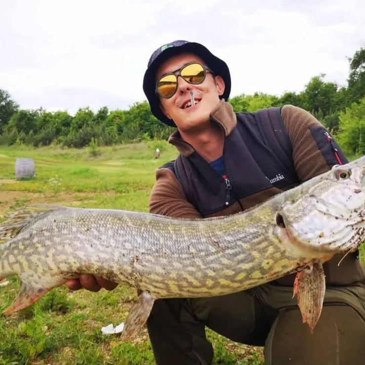 Northern pike caught on Fishbrain