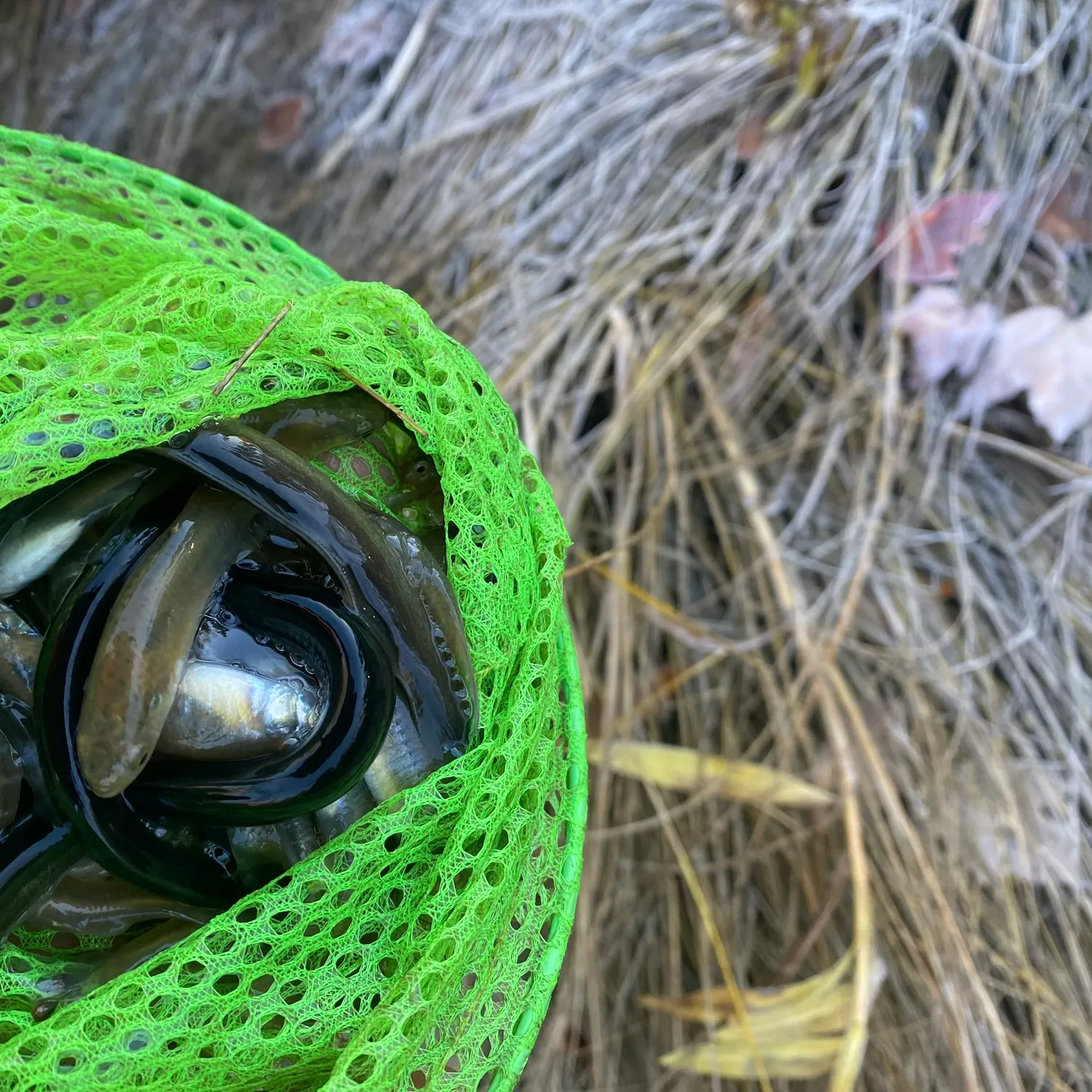 Fish caught on Fishbrain