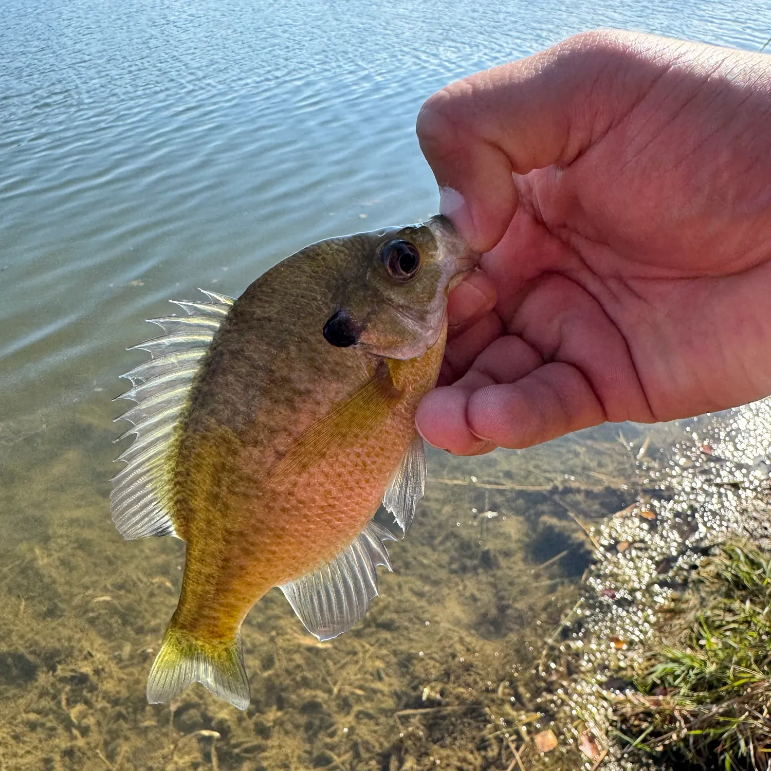 Bluegill caught on Fishbrain