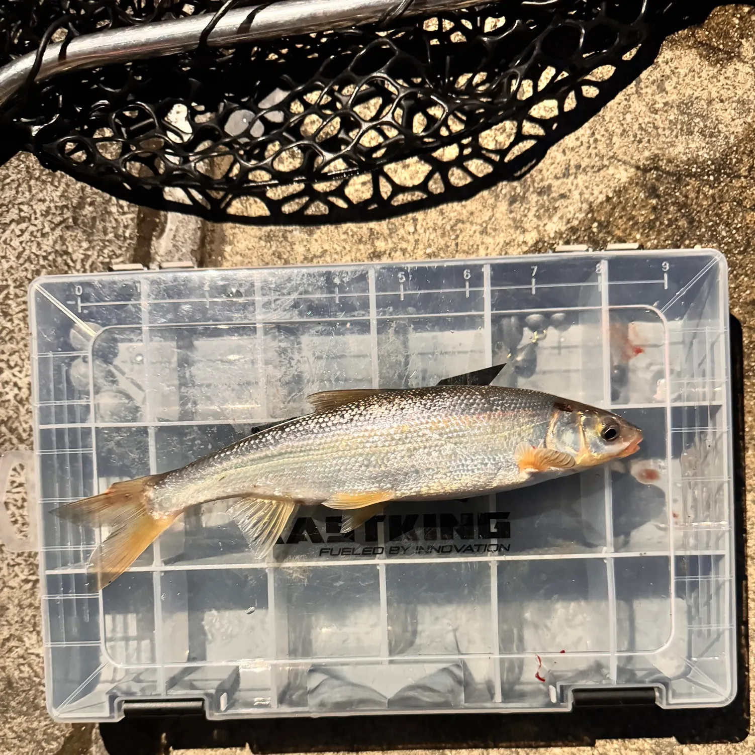 The most recent Peamouth catches on Fishbrain