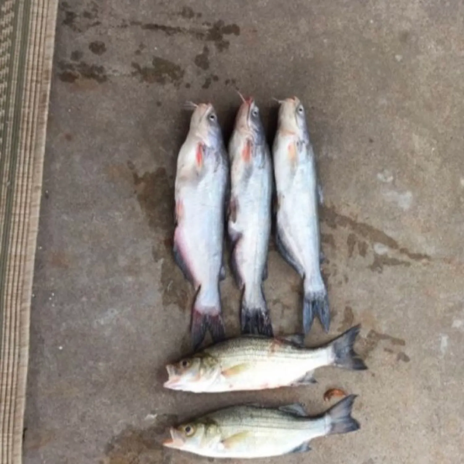 recently logged catches