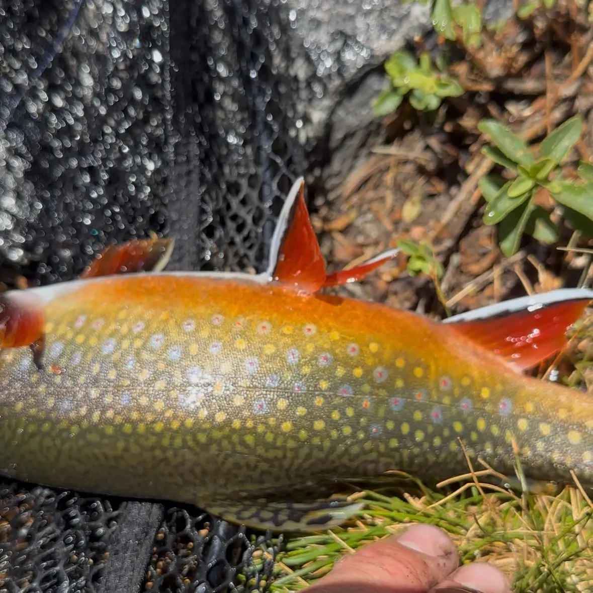 Brook trout caught on Fishbrain