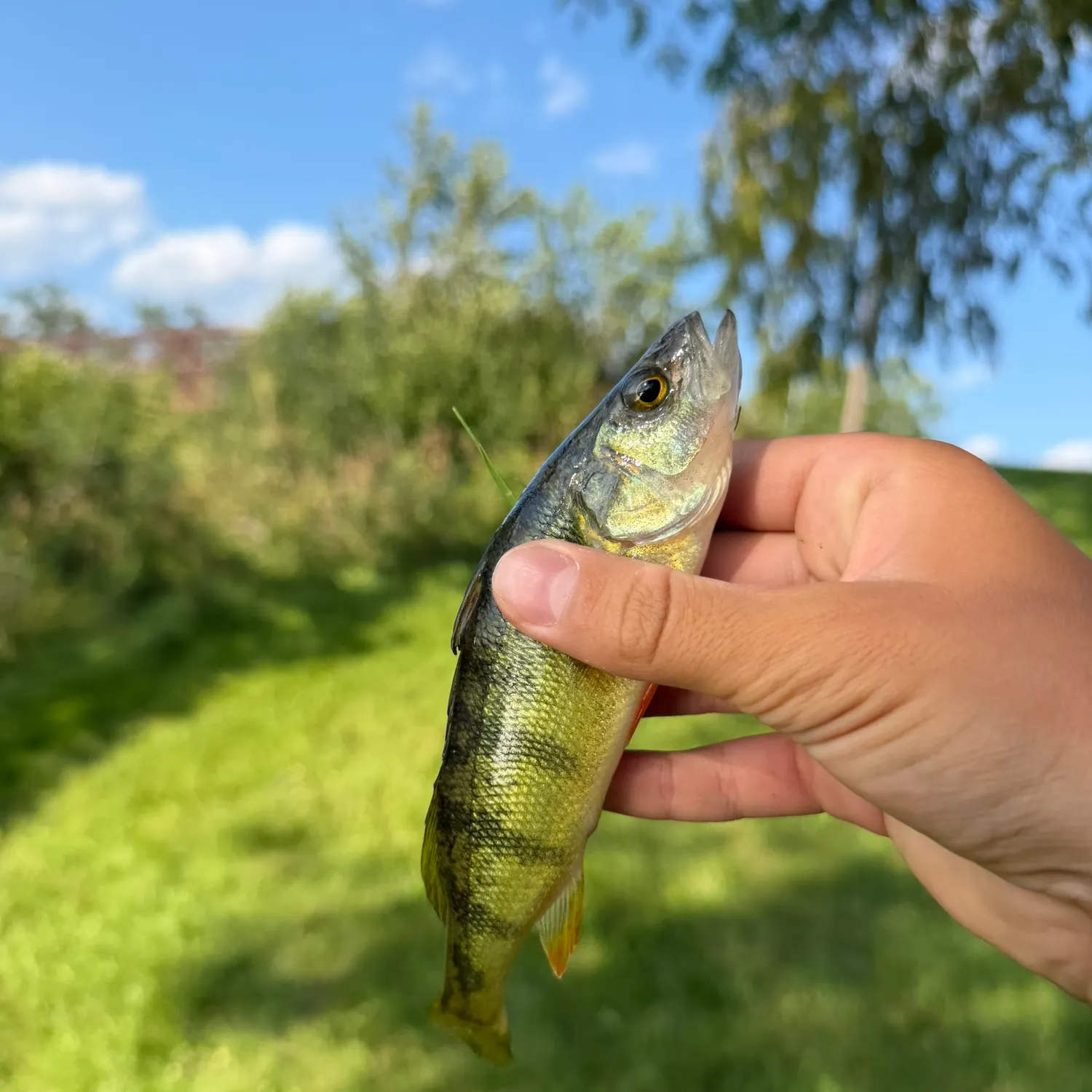 Yellow perch caught on Fishbrain
