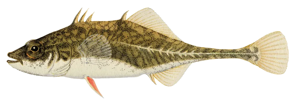 Fourspine stickleback