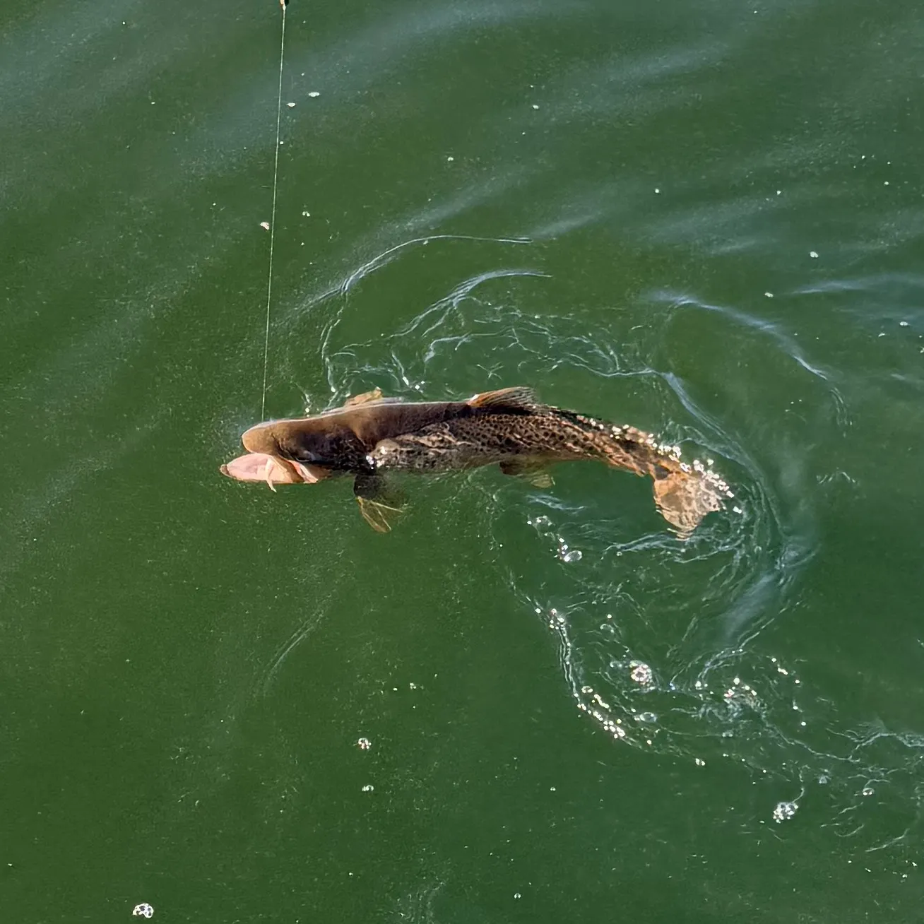 Brown trout caught on Fishbrain