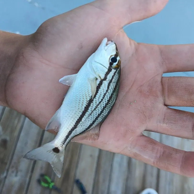 The most recent Four-lined Grunter catches on Fishbrain