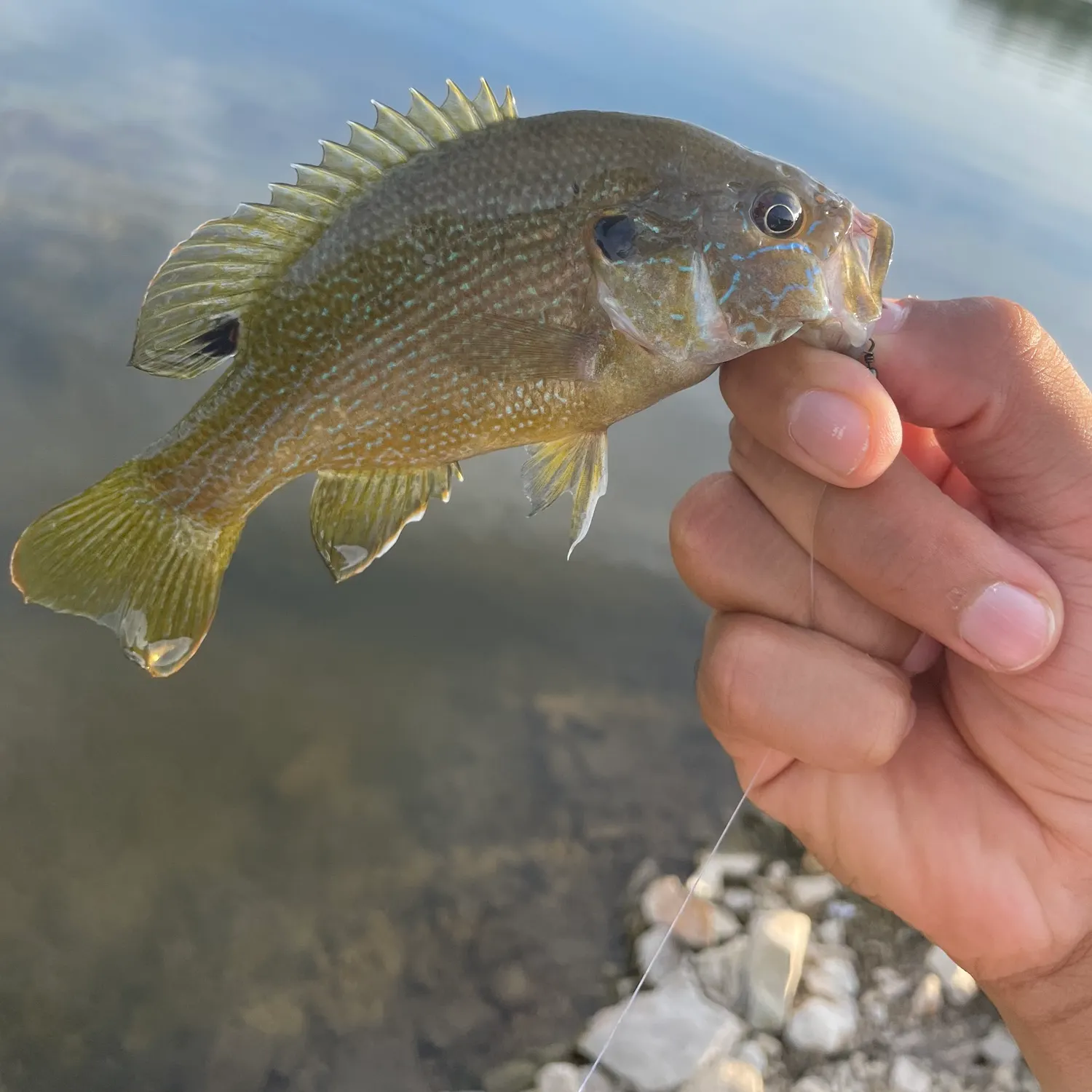 Green sunfish caught on Fishbrain