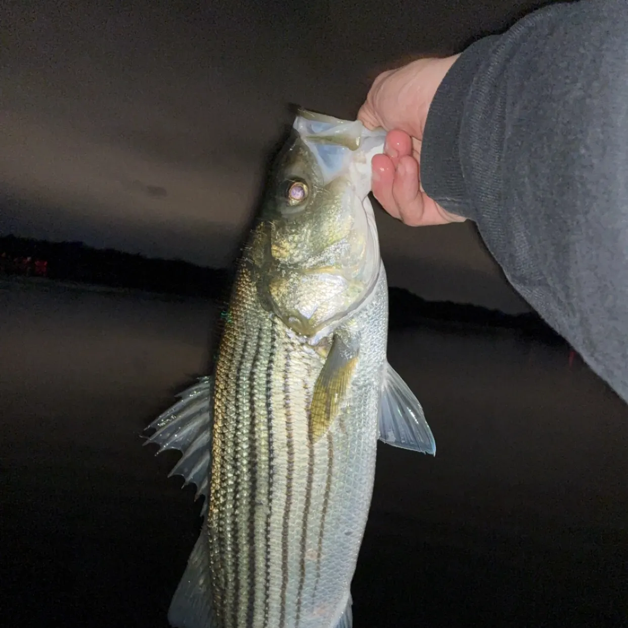 Striped bass caught on Fishbrain