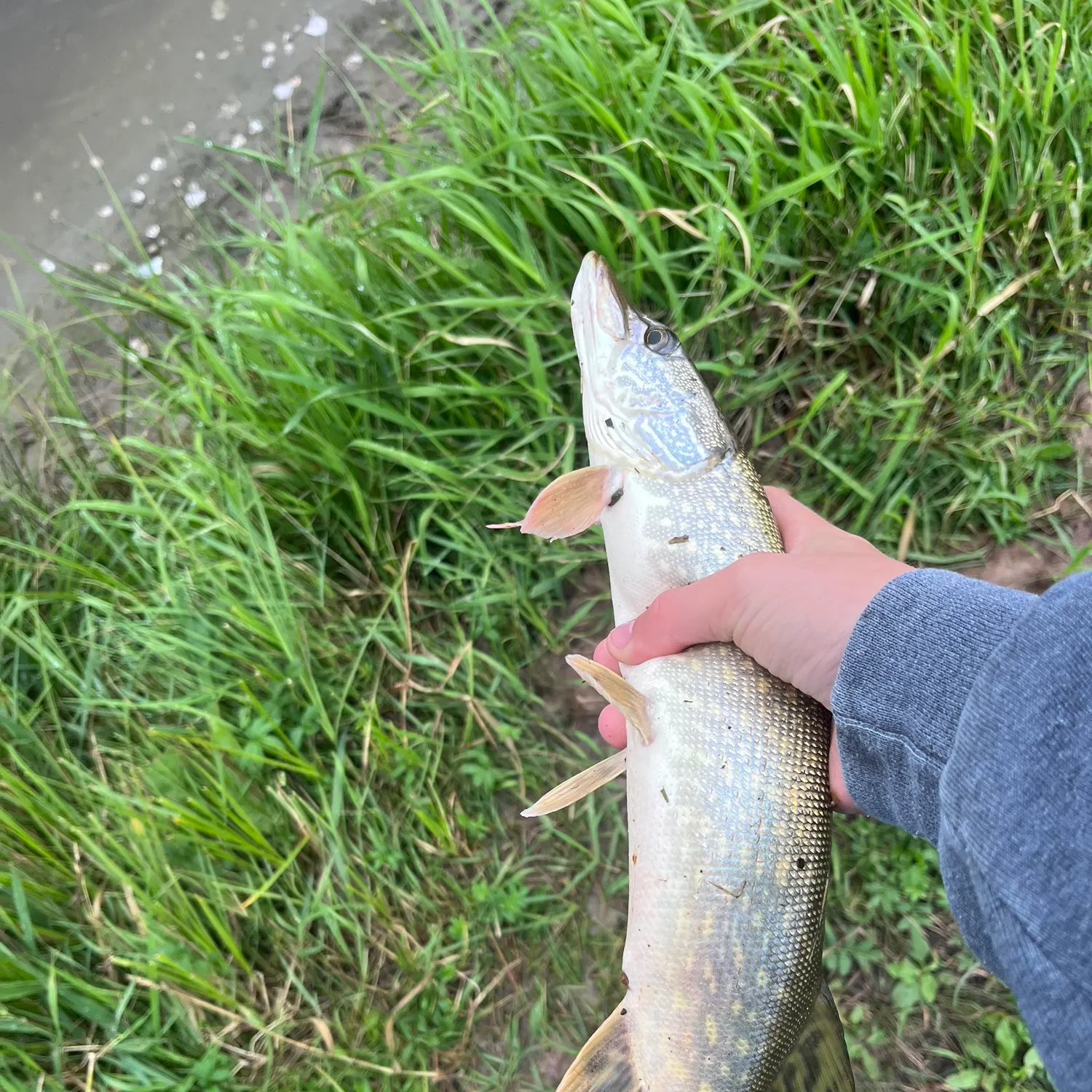 Northern pike caught on Fishbrain