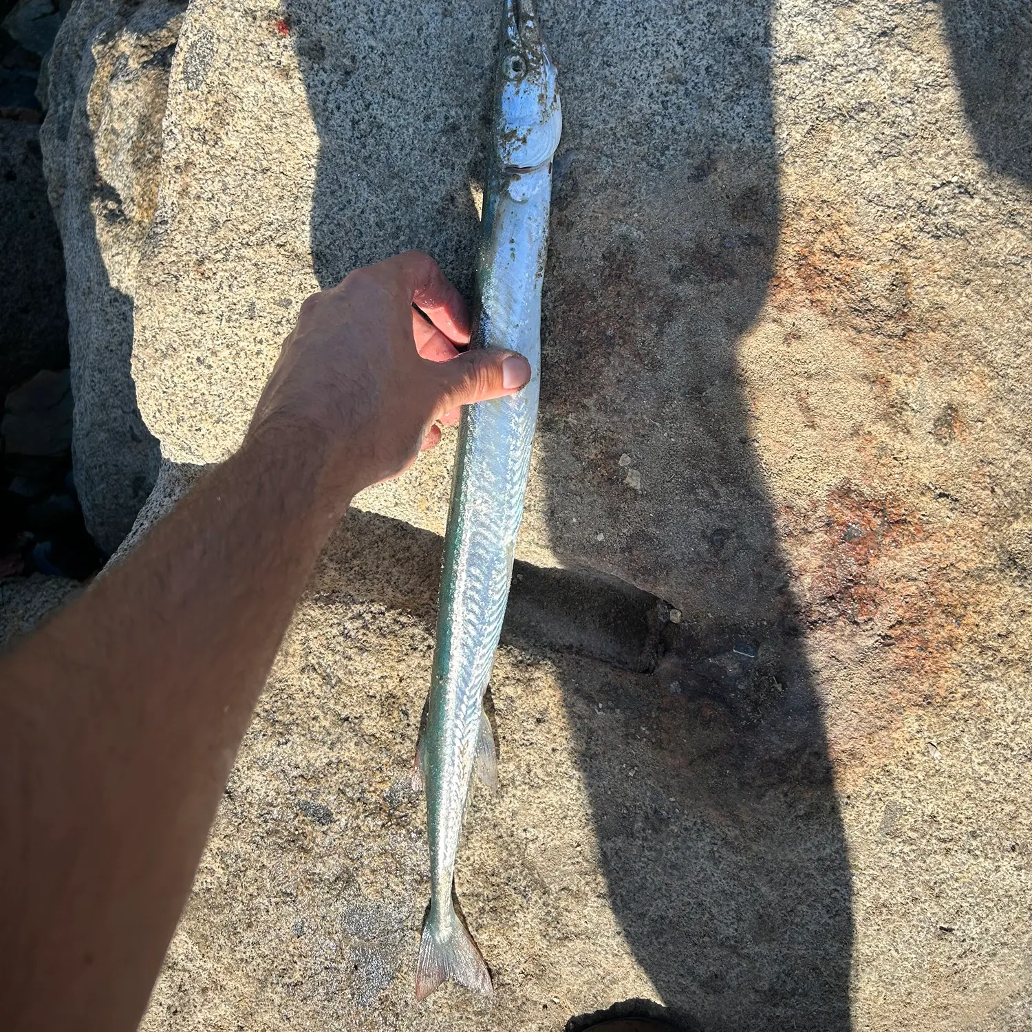 The most recent Flat needlefish catches on Fishbrain