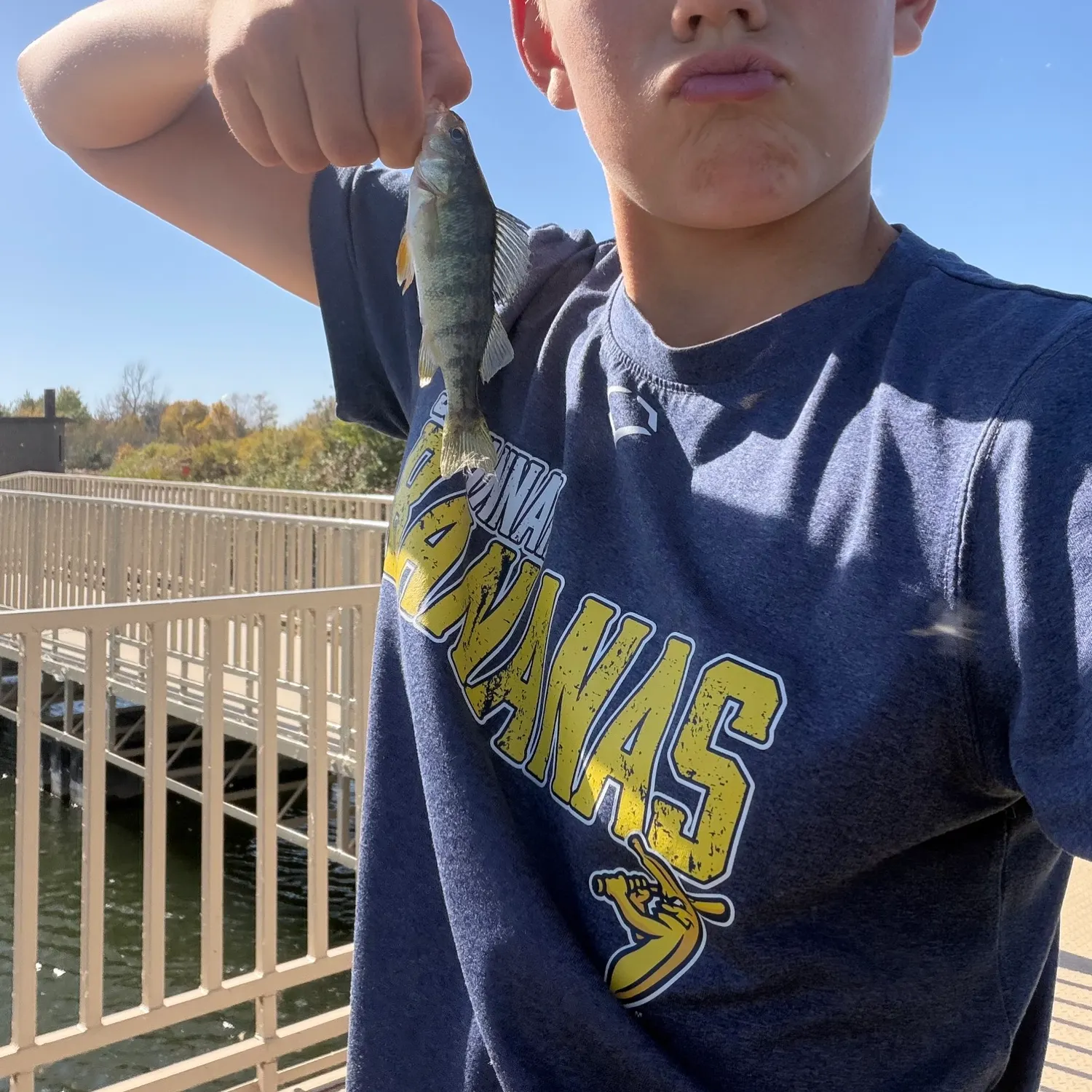 Yellow perch caught on Fishbrain