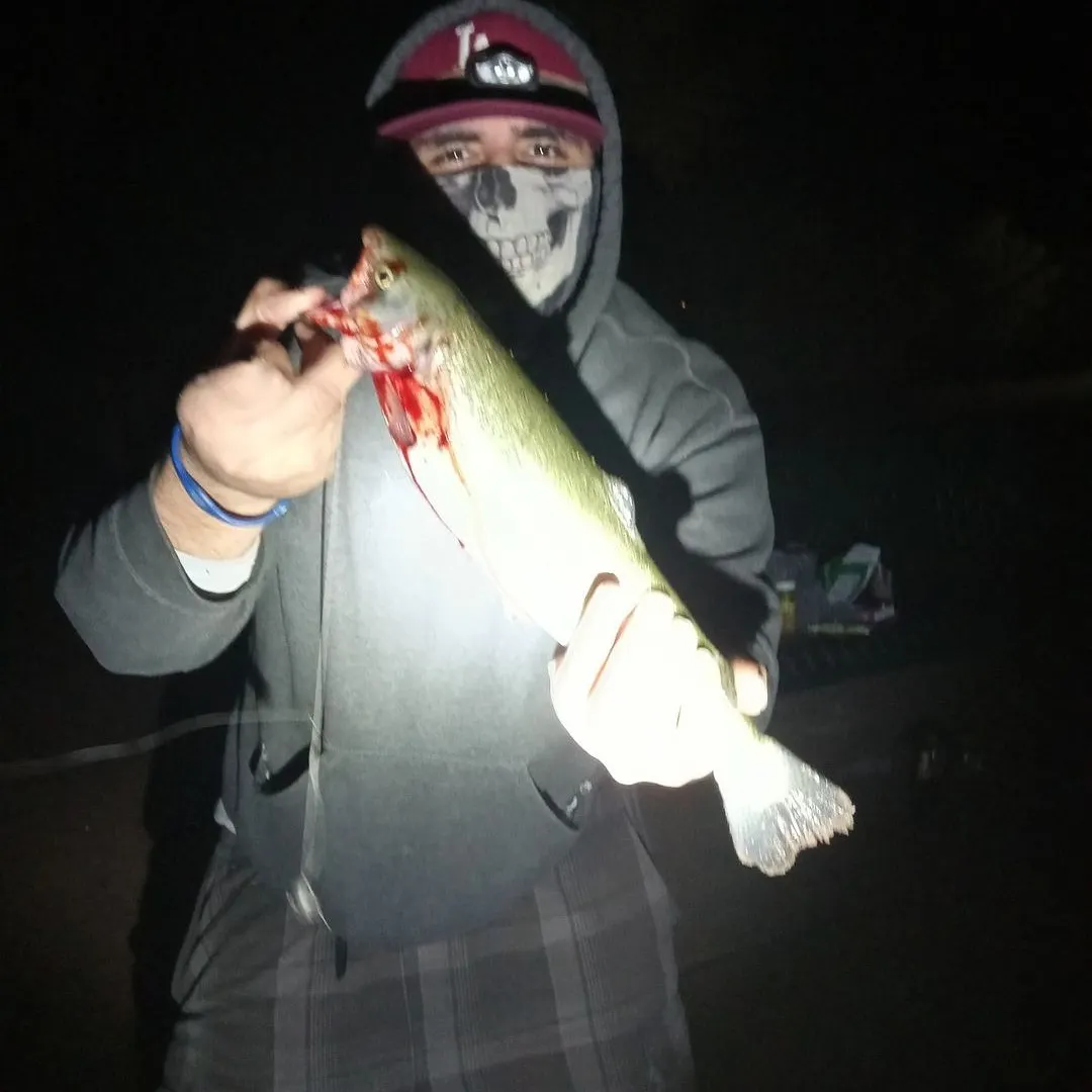 Rainbow trout caught on Fishbrain