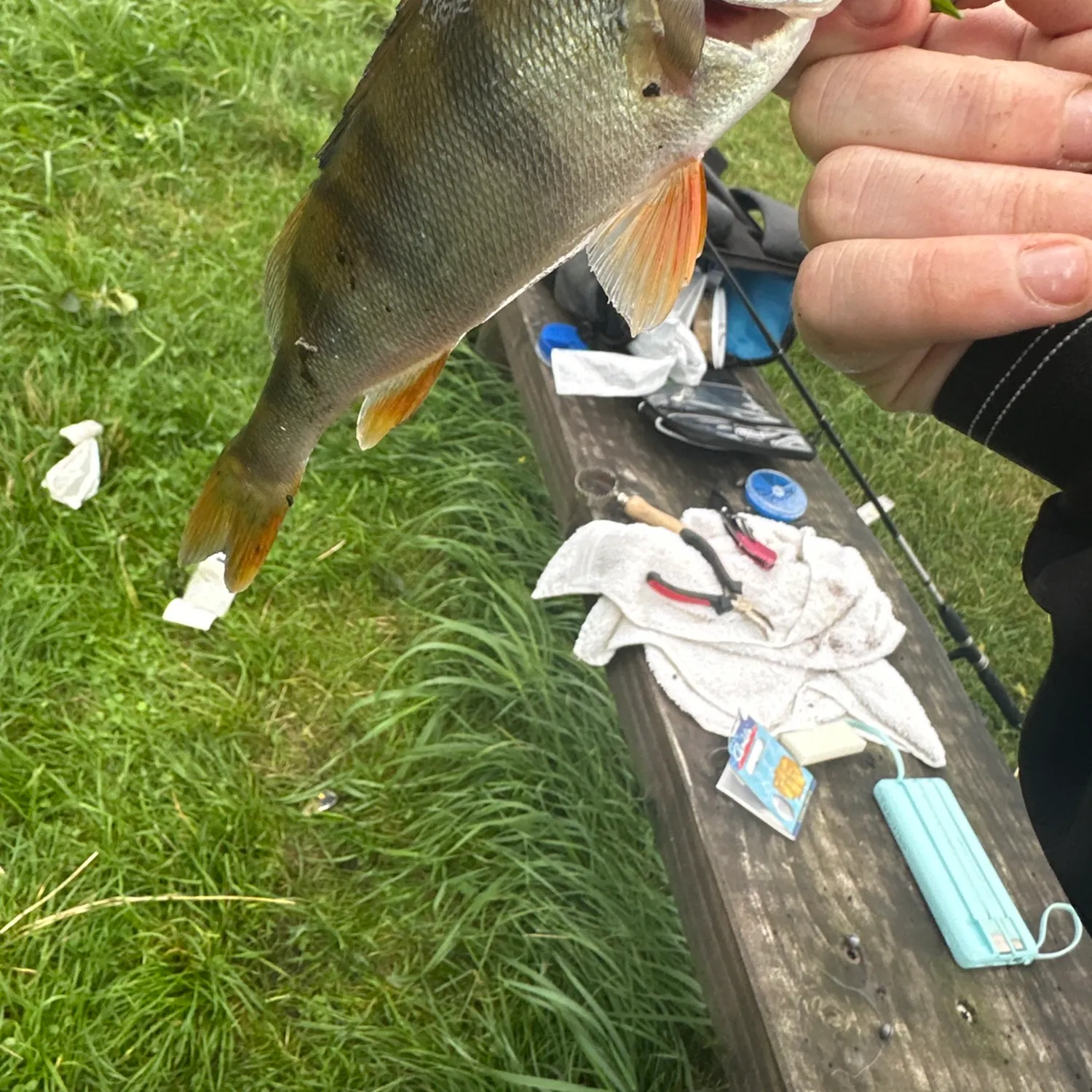 European perch caught on Fishbrain