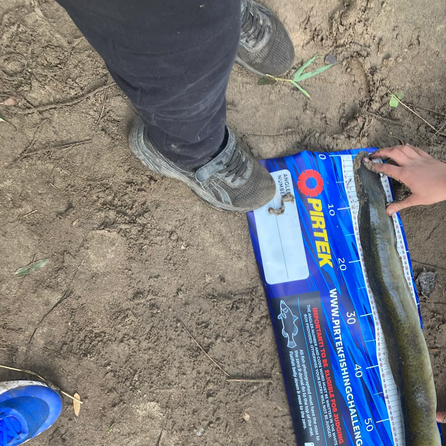 The most recent Giant mottled eel catches on Fishbrain