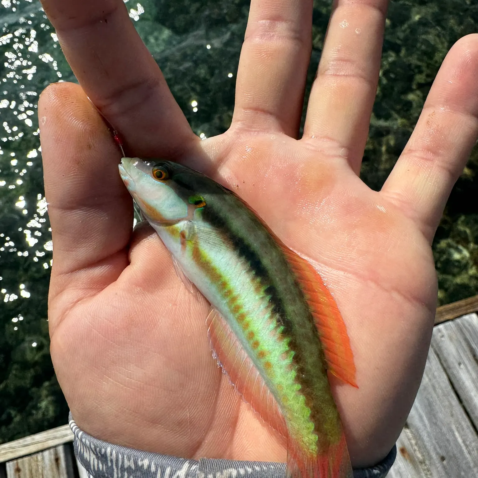 The most recent Christmas wrasse catches on Fishbrain