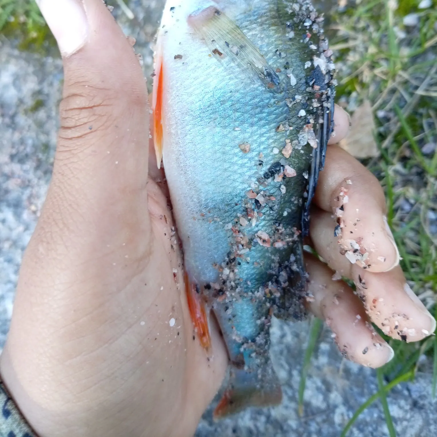 European perch caught on Fishbrain