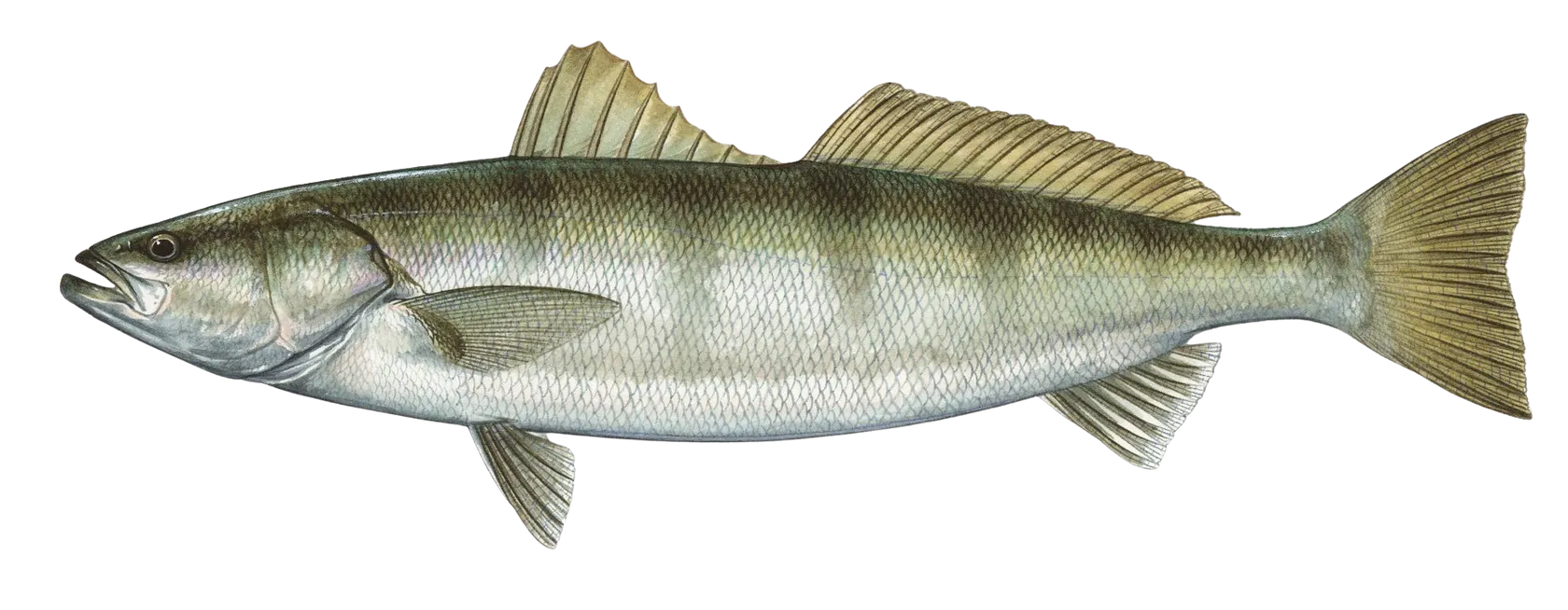 White seabass