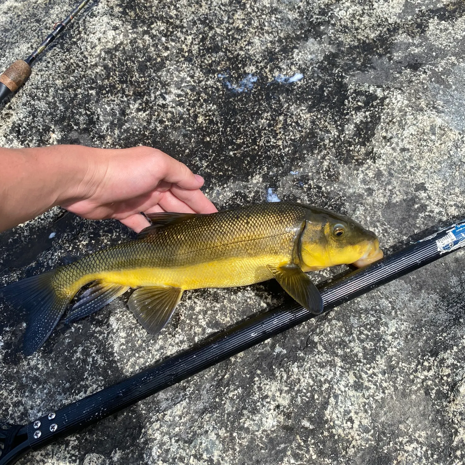 The most recent Largescale sucker catches on Fishbrain