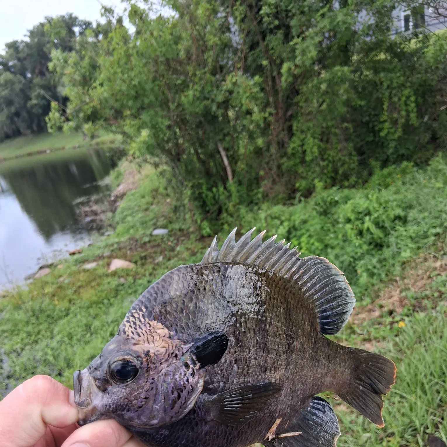 The most recent Redspotted sunfish catches on Fishbrain