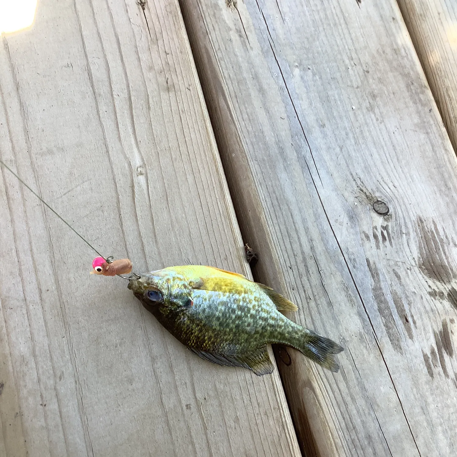 Pumpkinseed caught on Fishbrain