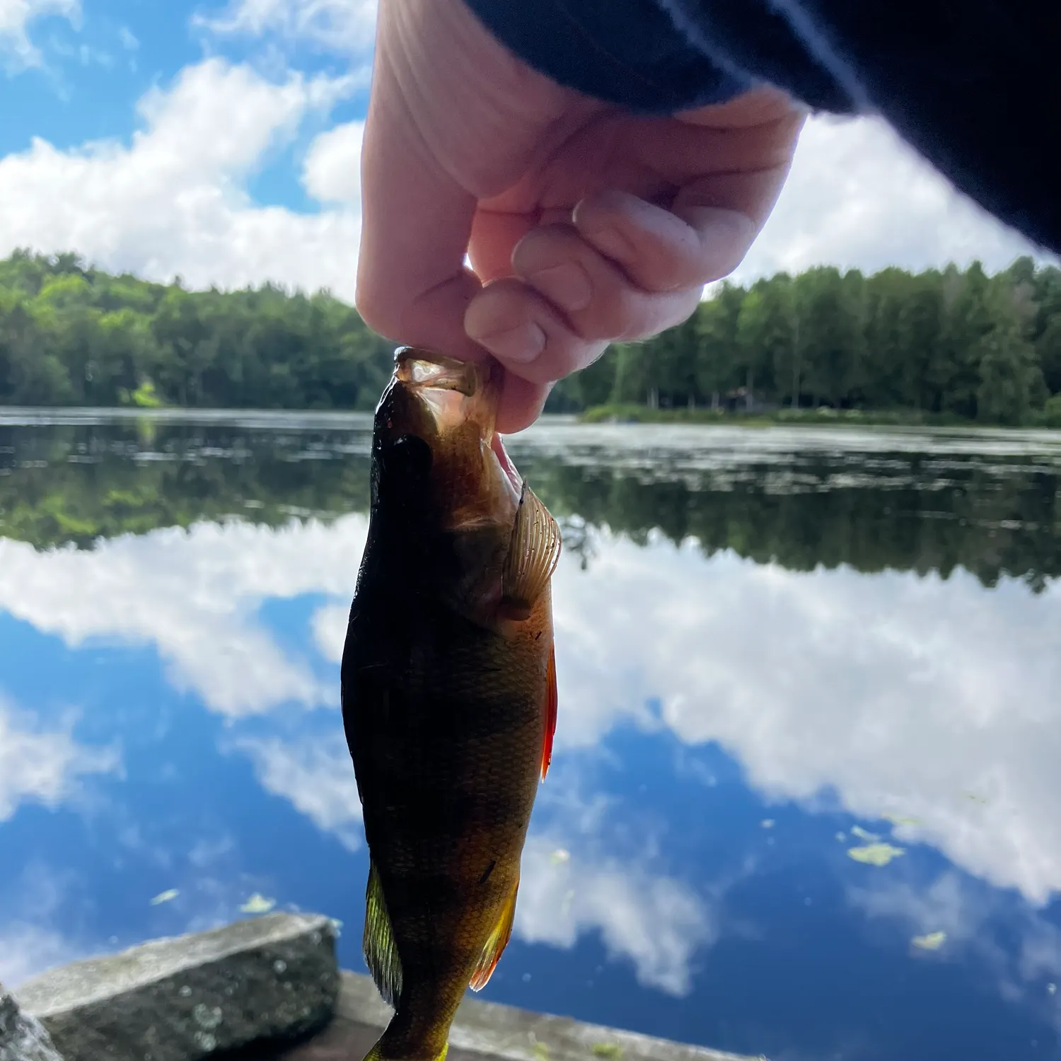 Yellow perch caught on Fishbrain