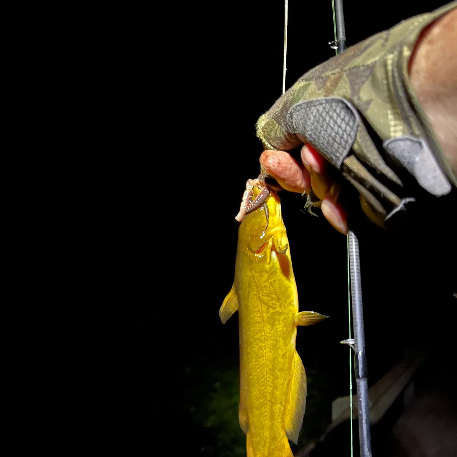 Yellow bullhead caught on Fishbrain