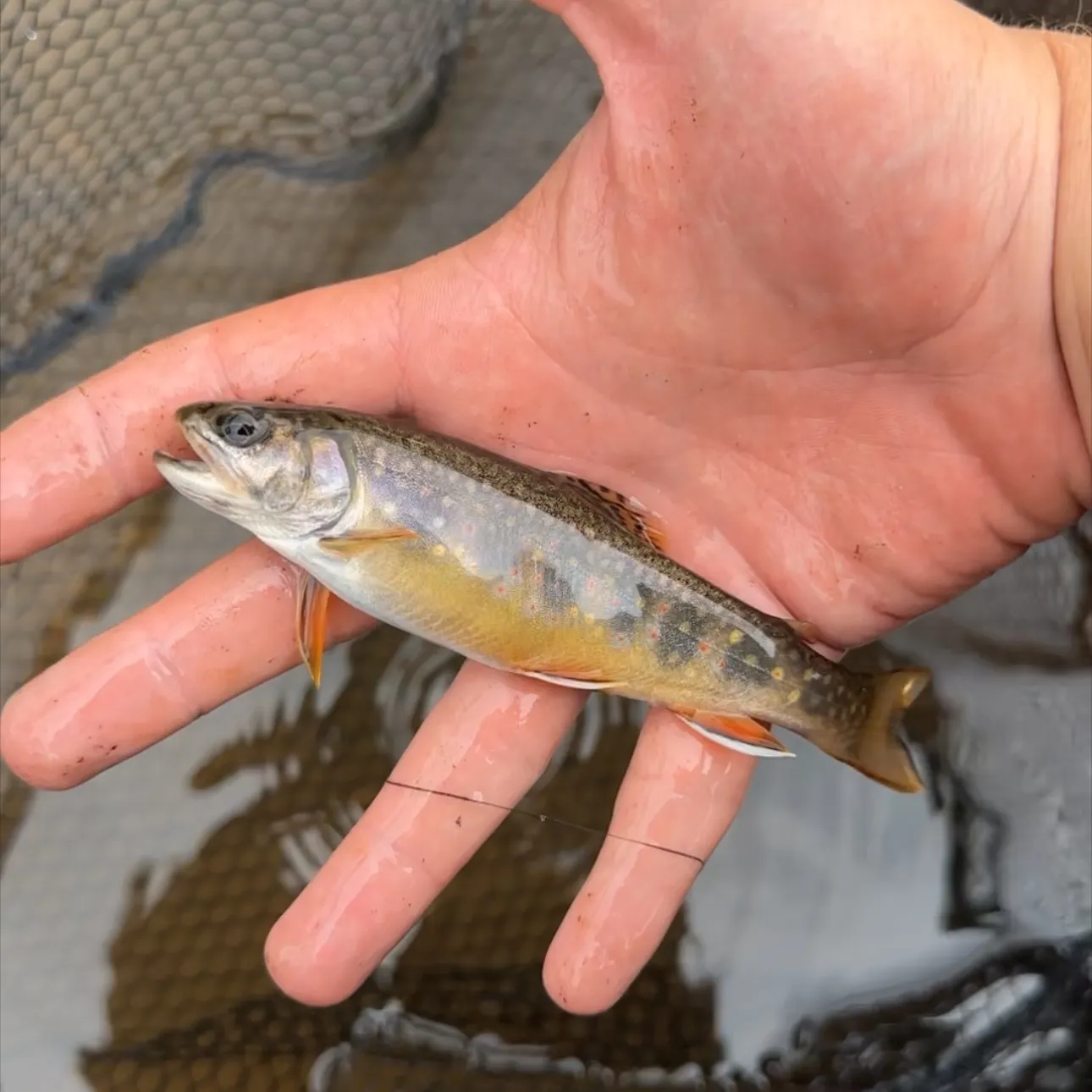 Brook trout caught on Fishbrain