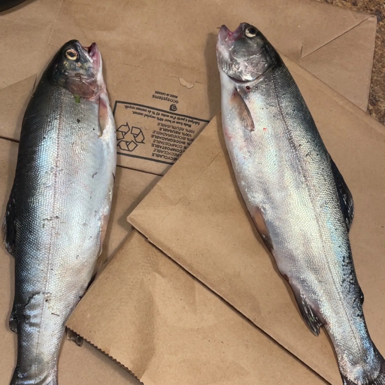 recently logged catches