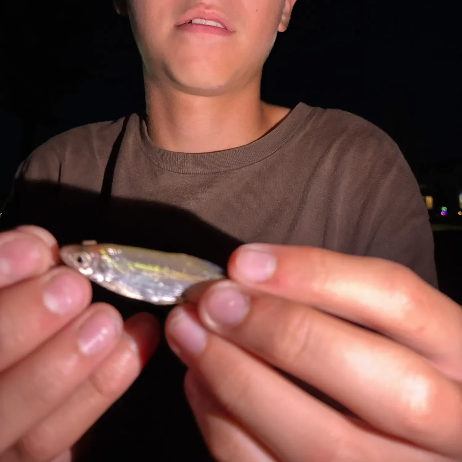 The most recent Silver shiner catches on Fishbrain