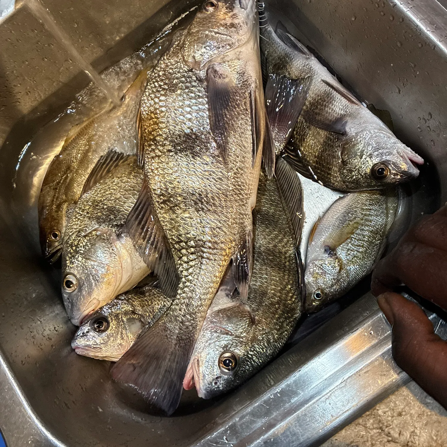 Spotted seatrout caught on Fishbrain