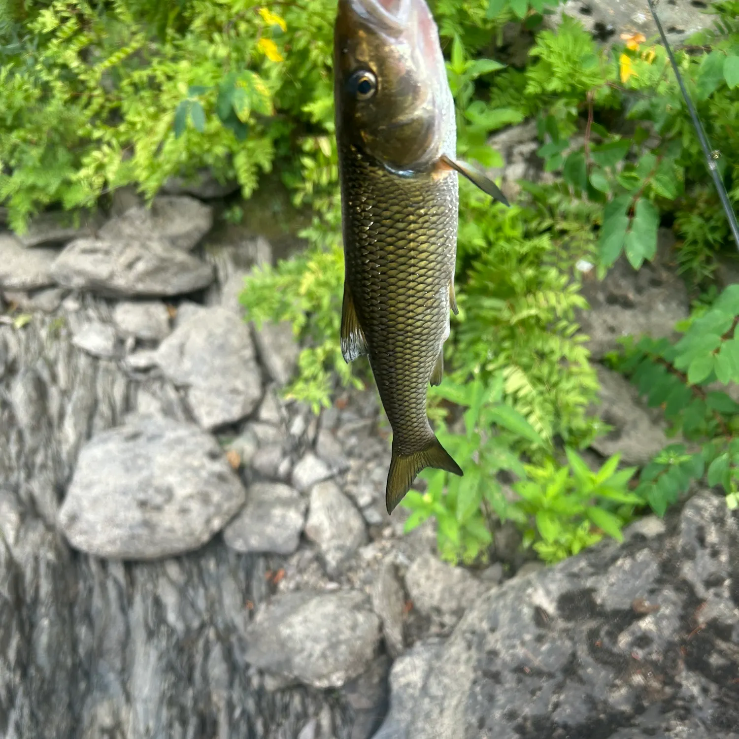 The most recent Alewife catches on Fishbrain