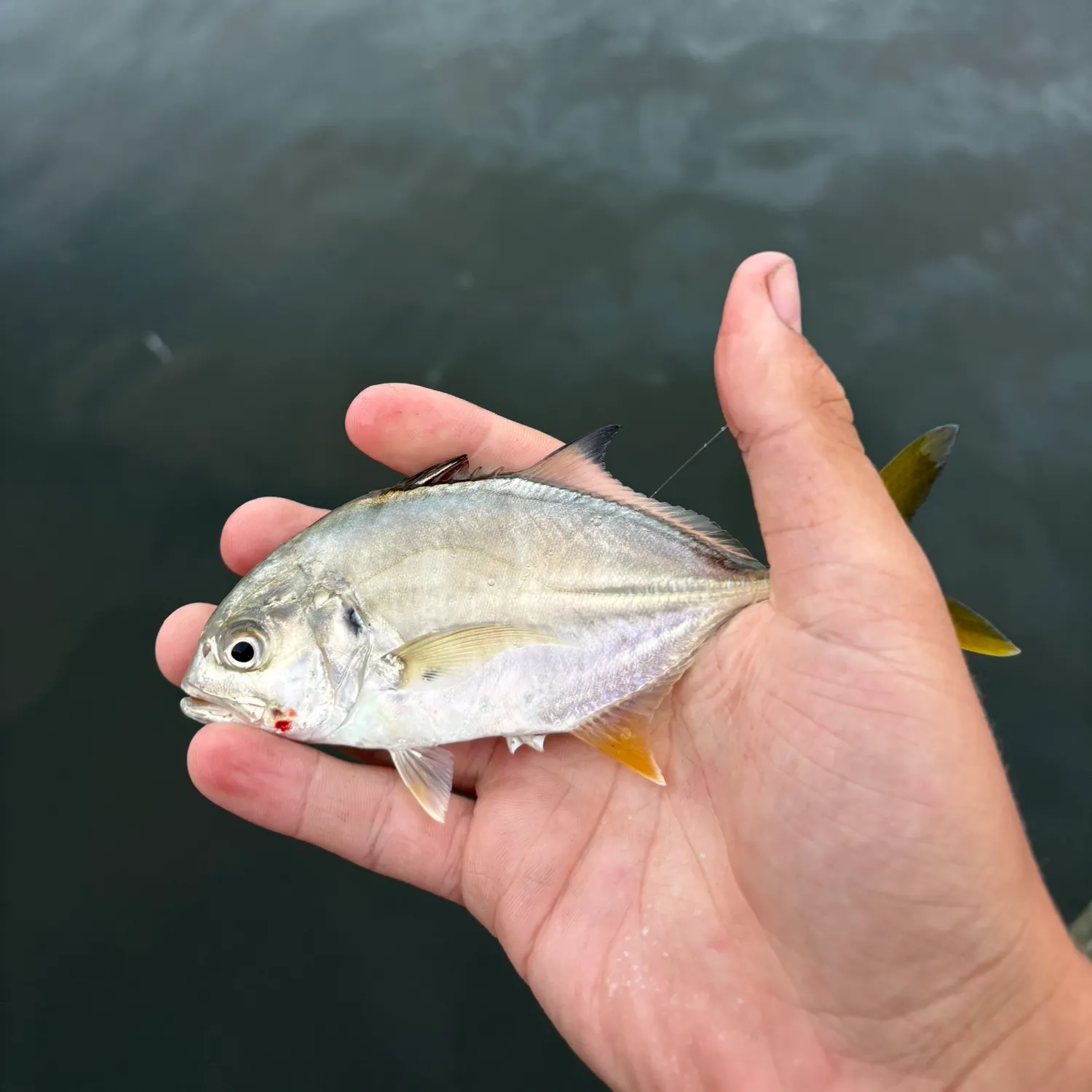Horse-eye jack caught on Fishbrain