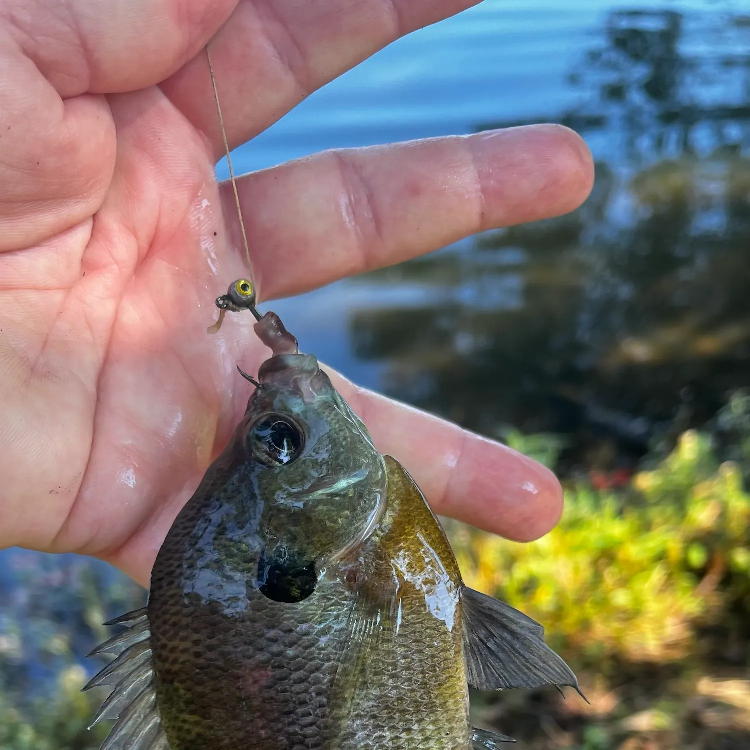 Bluegill caught on Fishbrain