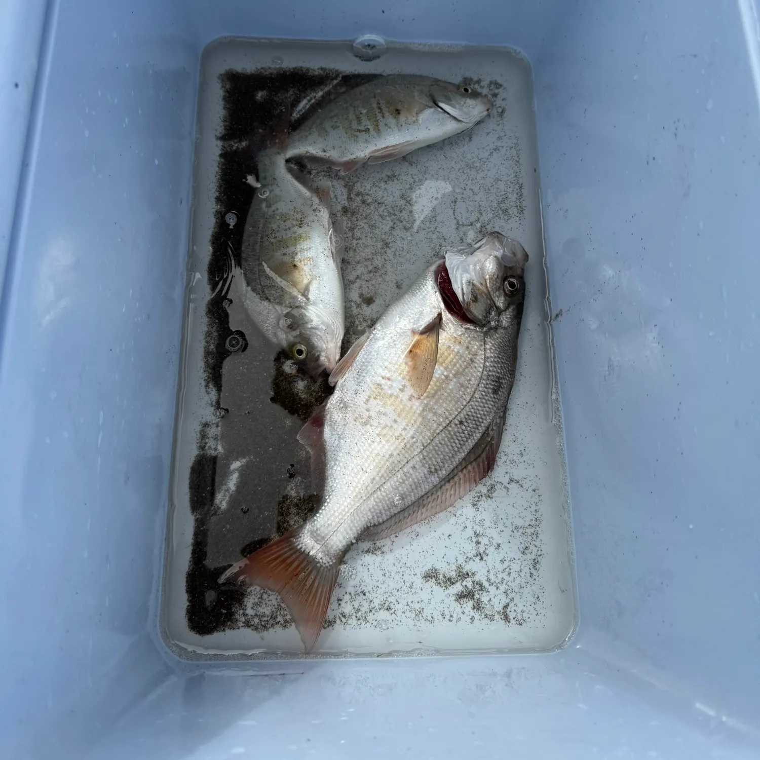 Redtail surfperch caught on Fishbrain