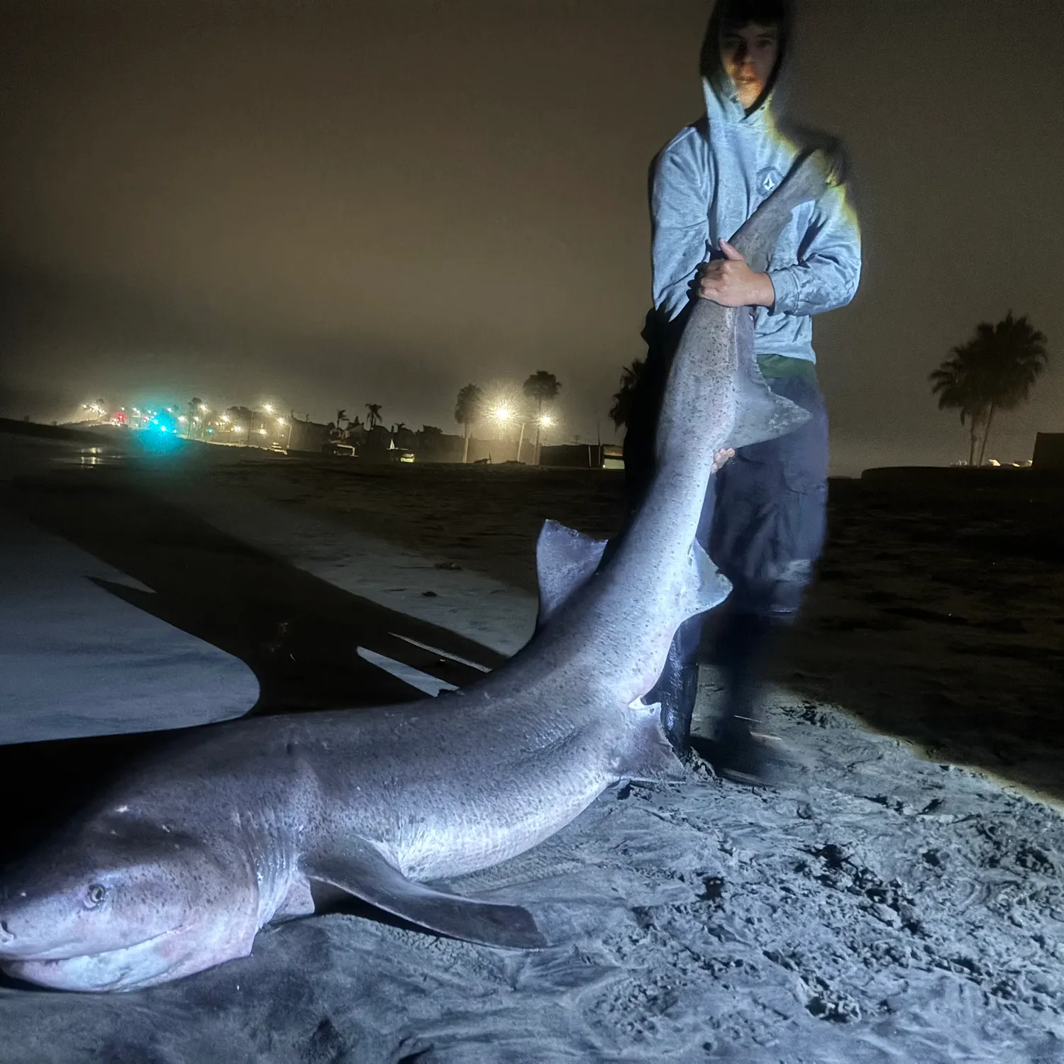 The most recent Broadnose sevengill shark catches on Fishbrain